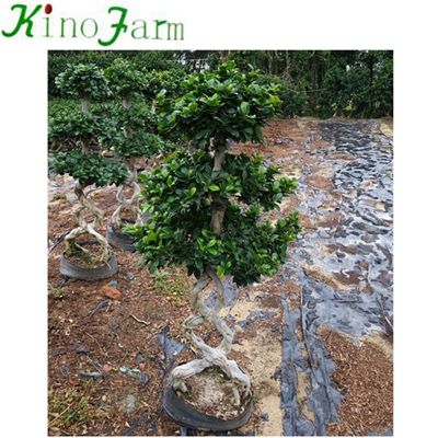 8 Shape Ficus Bonsai Tree