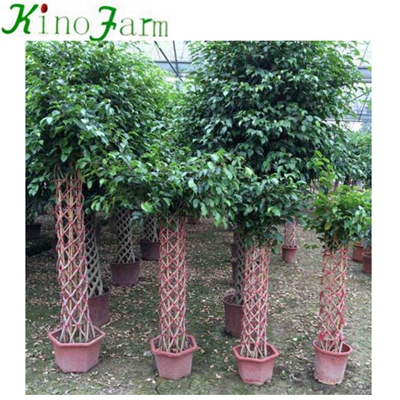 Natural Plant Ficus Cage Ficus Microcarpa Bonsai