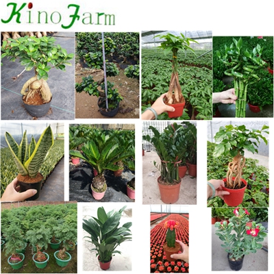 Hot Sell Indoor Plant Money Tree Pachira