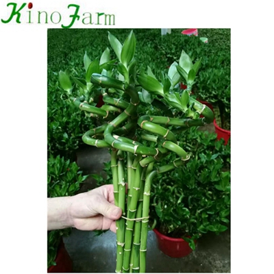 Spiral Lucky Bamboo Sanderiana Plant