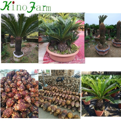 Natural Plant With Cocopeat With Leaves Cycas Revoluta 