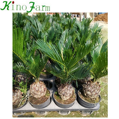 Natural Plant Cycas Palm Tree
