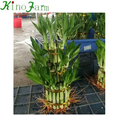 Indoor Plant Lucky Bamboo Stalks