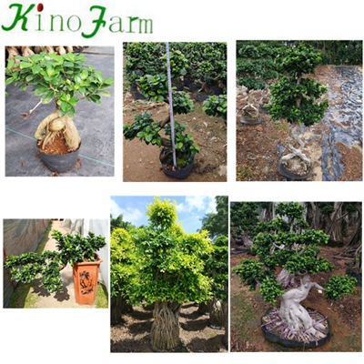 Natural Plant China Ficus Ginseng