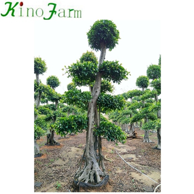 Natural Plant Bonsai Ficus Plant 