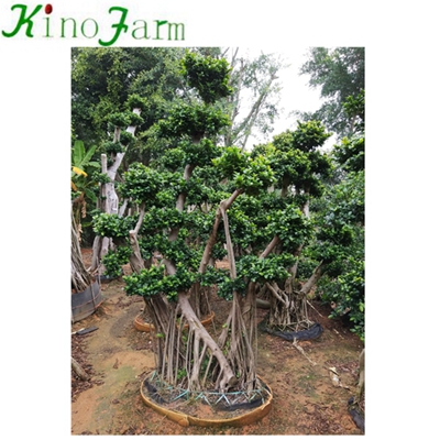 Outdoor Natural Ficus Microcarpa Bonsai