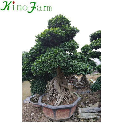 Natural Plant Outdoor Ficus Tree