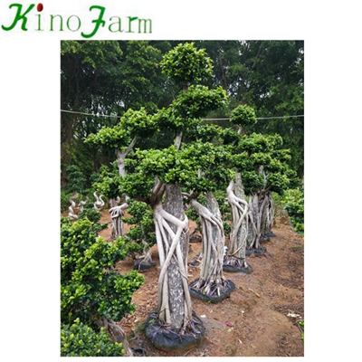 Outdoor Plant Ficus Microcarpa Bonsai For Sale