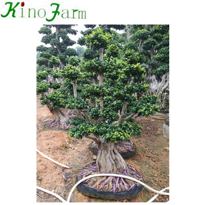Outdoor Plant Live Ficus Plant
