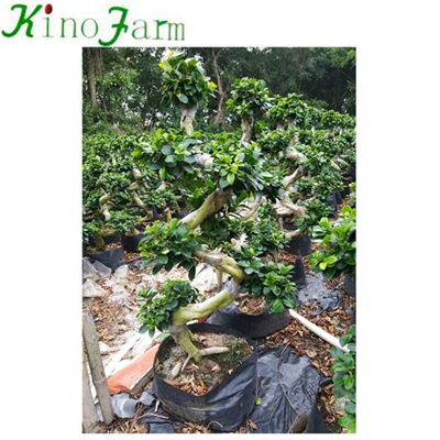 China Ficus Ficus Bonsai Supplies