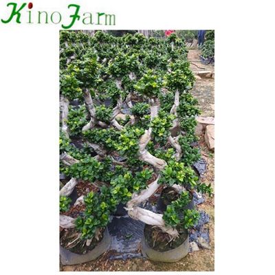 S Shape Ficus Outdoor Bonsai