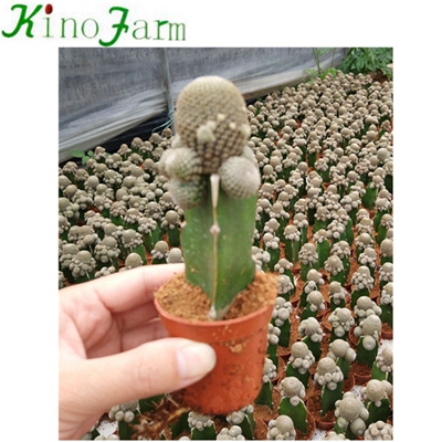 Natural Cactus Plants For Sale