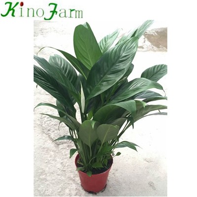 Natural Plant Indoor Peace Lily Plant