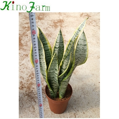 different types of sansevieria