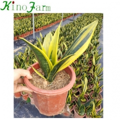 all types of sansevieria plants