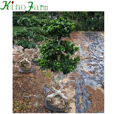 Ficus Microcarpa Ficus Bonsai