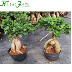 Ficus Microcarpa Ginseng