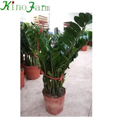 Indoor Plant Zamioculcas Zamiifolia Engl
