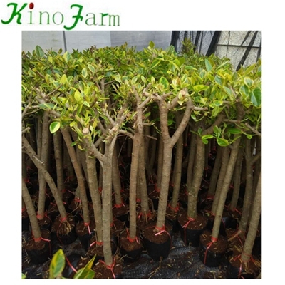 Natürliche Pflanze Ficus Benghalensis Ficus Microcarpa Bonsai Kinofarm