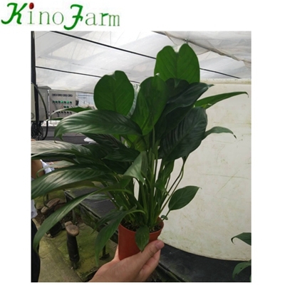 Indoor Plant Spathiphyllum