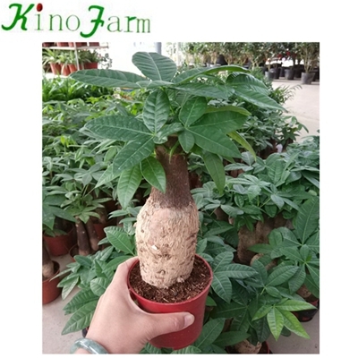 Indoor Plant Money Tree Pachira
