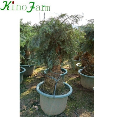 Zimmerpflanze Araucaria heterophylla Bonsai