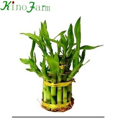 Indoor miniature bamboo plants