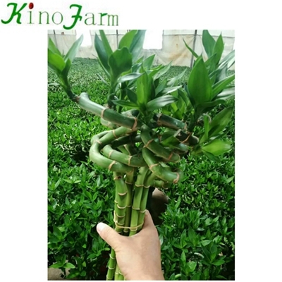 glückliche Bambus Sanderiana Pflanze