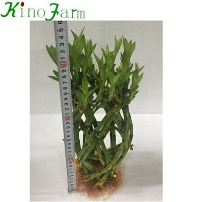Live Water Bamboo Plants