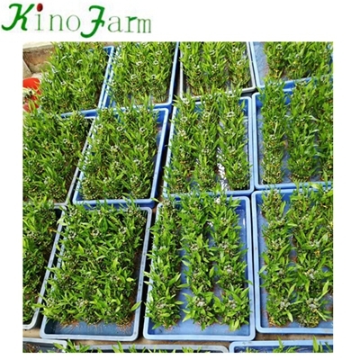 Lucky Bamboo Plants For Sale
