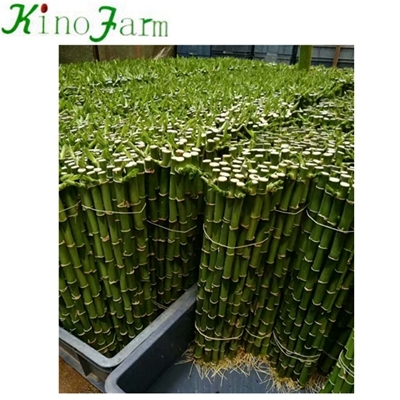Bambus Zimmerpflanze