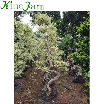 Outdoor-Ficus-Baum