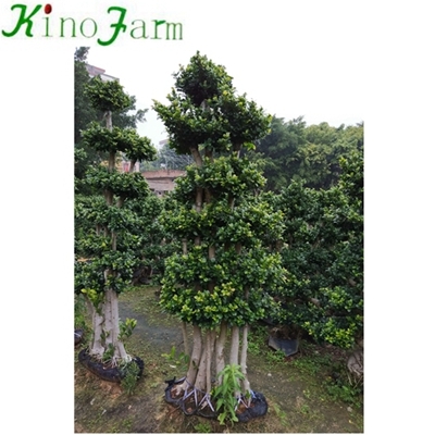 Natural Plant Bonsai Ficus