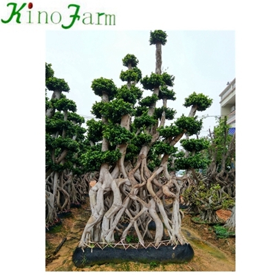 Outdoor Plant large ficus bonsai