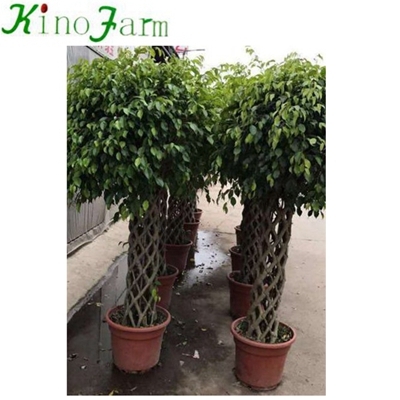 Ficus-Bonsaibaum