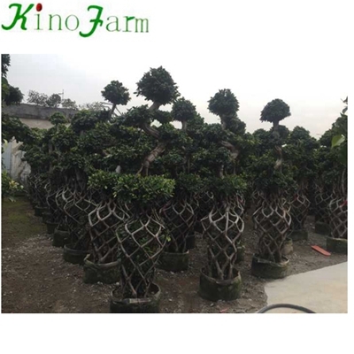 chinese bonsai tree for sale