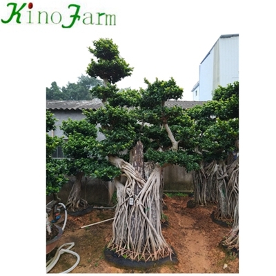 ficus microcarpa bonsai