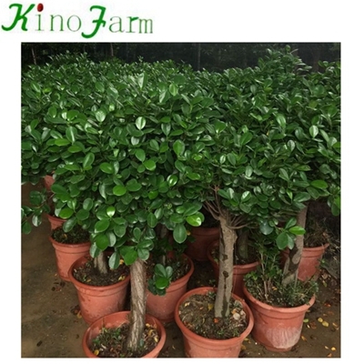 different types of outside bonsai tree for sale
