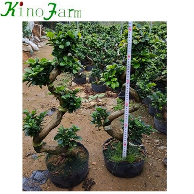 S-Form Microcarpa Ficus Bonsai
