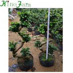 different types of bonsai trees s ficus