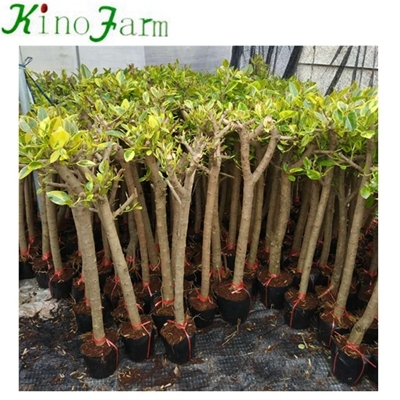 Indoor natürliche Pflanze Ficus Benghalensis Kinofarm