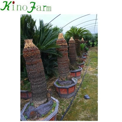 Natürliche Pflanzen Cycas Palm