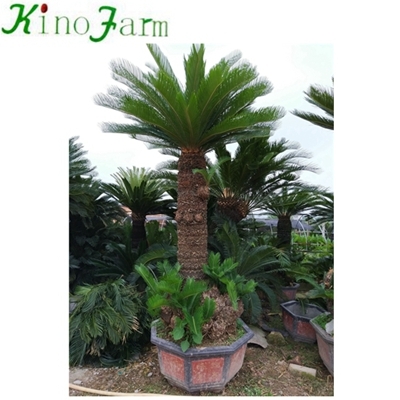 Sago Palm Cycas Pflanze