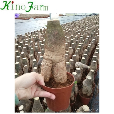 Geldbaum-Pflanze