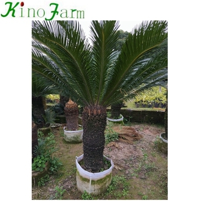 Natural Plant sago palm tree