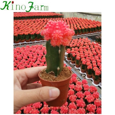 little grafted cactus plants