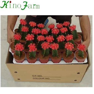 wholesale Natural Indoor Cactus