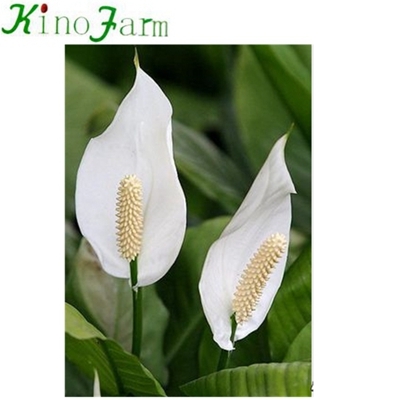 Peace Lily Spathiphyllum Plant