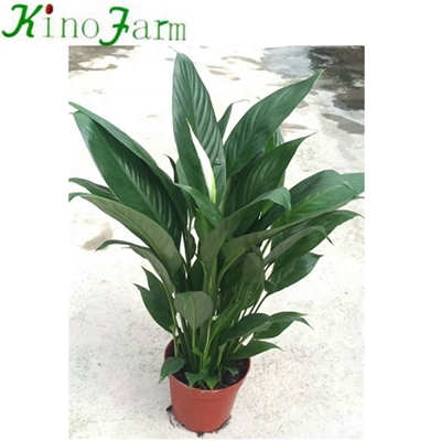 Peace Lily Spathiphyllum Plant