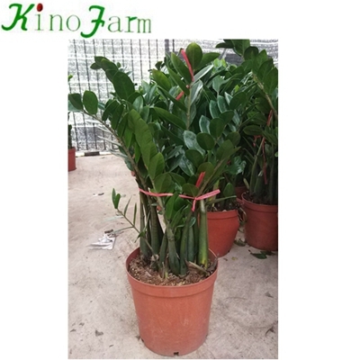 Indoor Plant Zamioculcas